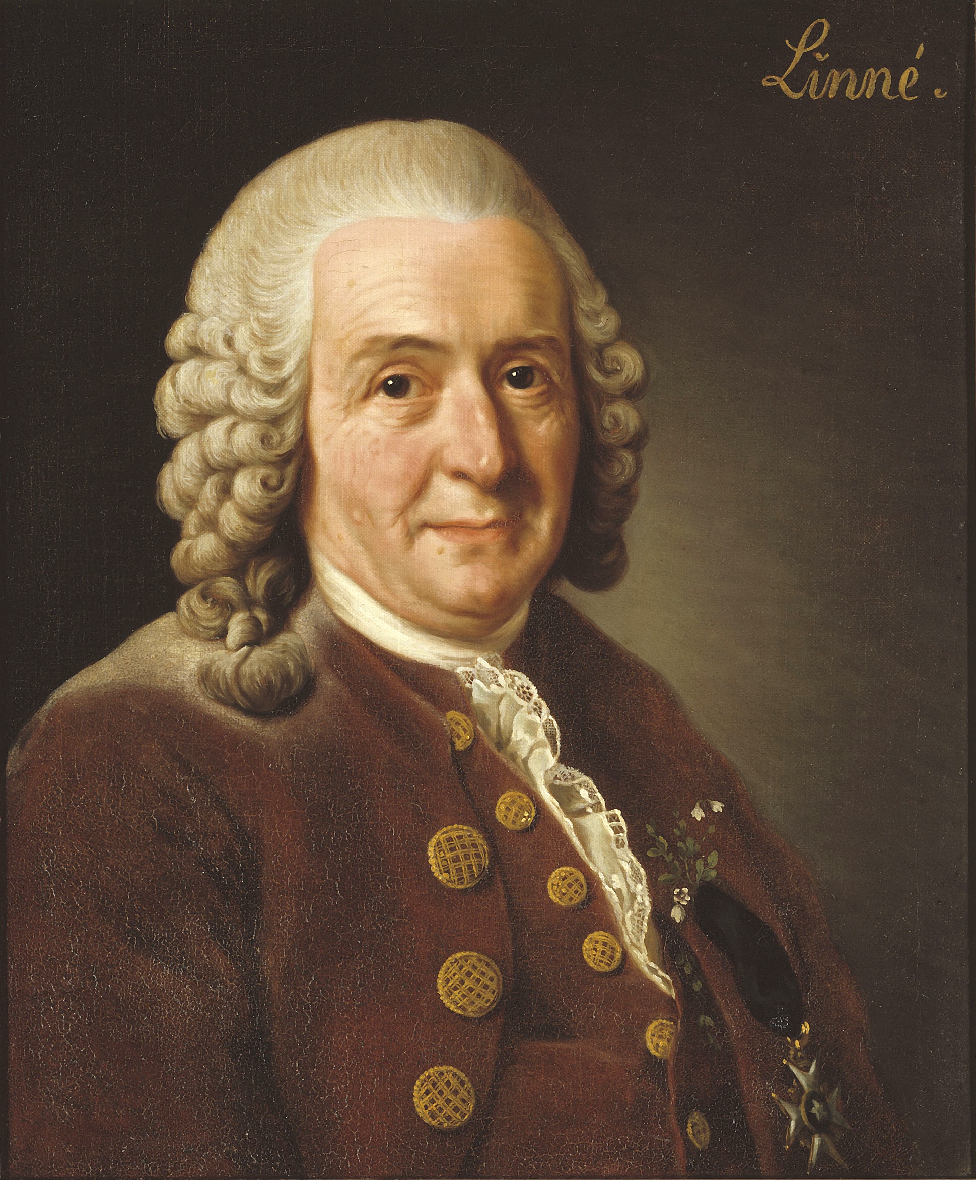 Carl Von Linné, el creador de la taxonomía moderna.