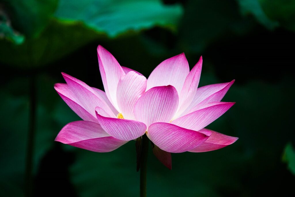 la flor de loto