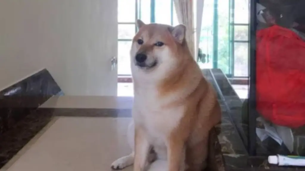 Muere 'Cheems', el icónico perro de los memes en internet