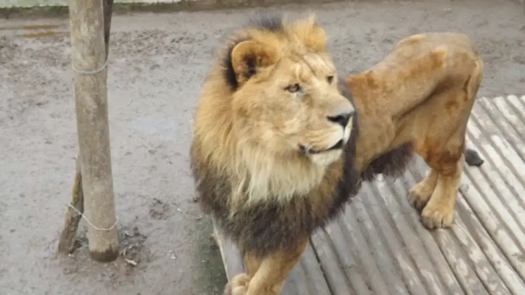 Logran capturar a león que se paseaba por las calles de Italia