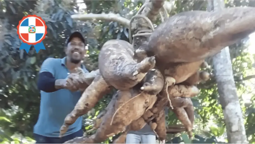 Cosecha de una planta de yuca con un peso de 200 libras ha generado asombro en San José de las Matas