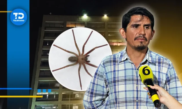 Hombre muere tras ser mordido por una araña violinista en Guadalajara